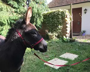 Huckleberry Micro Woods Donkey Image